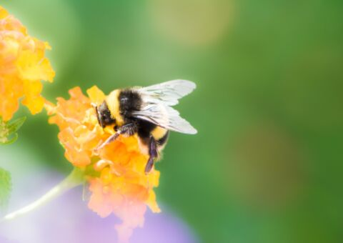 Bumble bee on flower